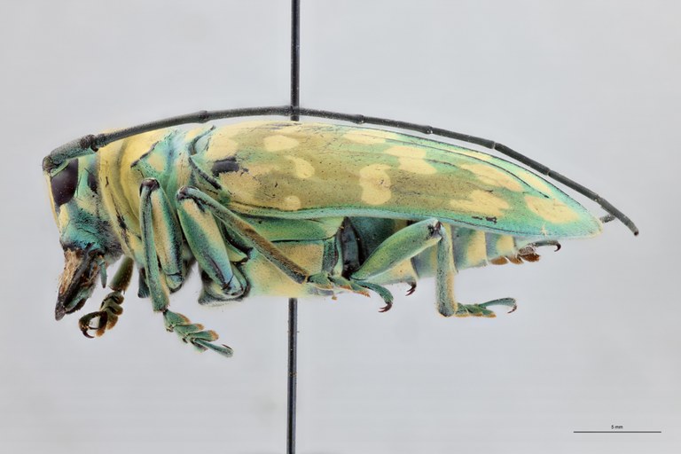 Sternotomis flavomaculata Ht L.jpg