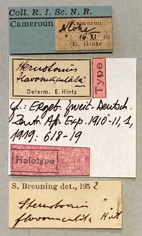 Sternotomis flavomaculata Ht Labels.jpeg