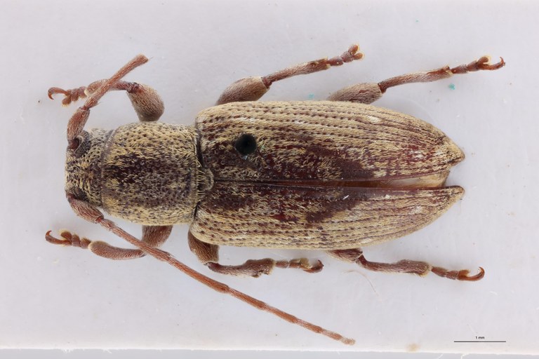 Sybra triangulifera Ht F D.jpg