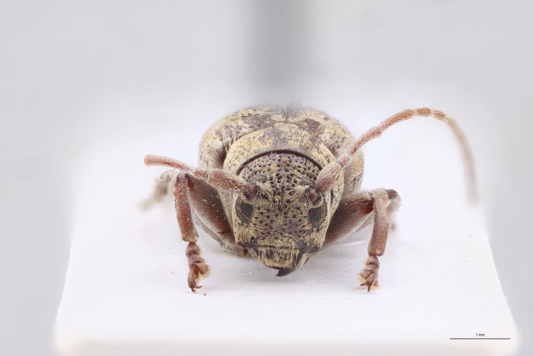 Sybra triangulifera Ht F F.jpg