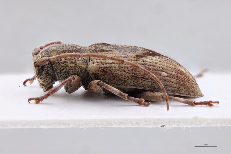 Sybra triangulifera Ht F L.jpg