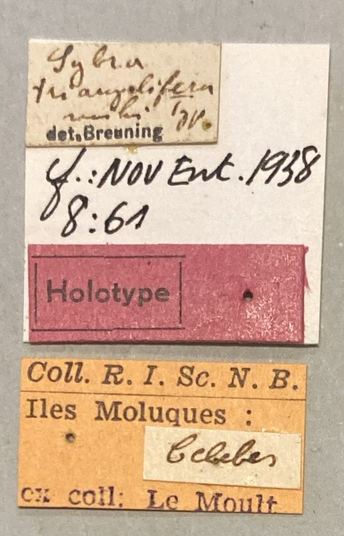 Sybra triangulifera Ht F Labels.jpeg