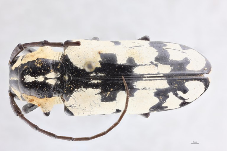 Tragocephala alluandi Pt D.jpg