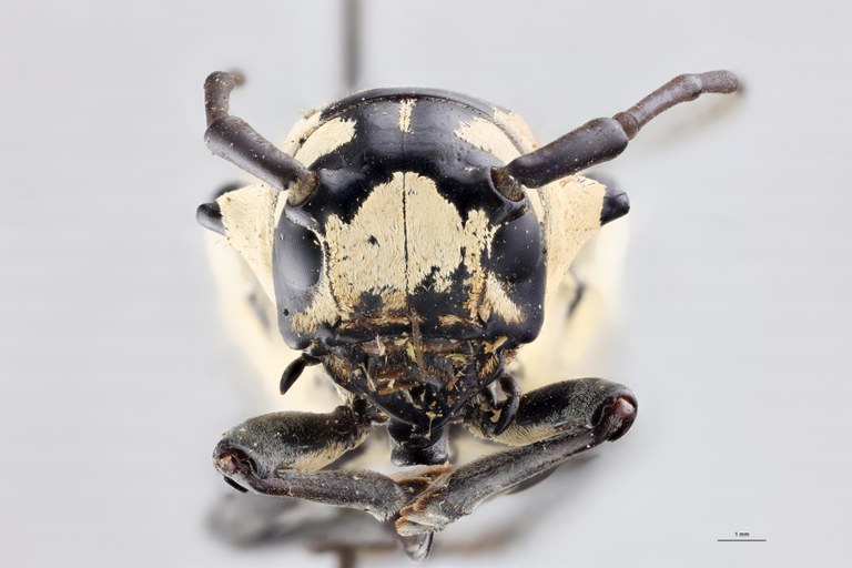Tragocephala alluandi Pt F.jpg