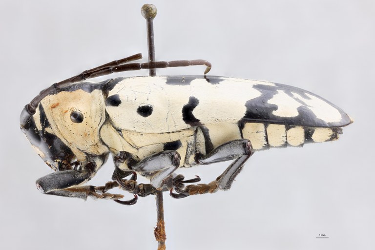 Tragocephala alluandi Pt L.jpg