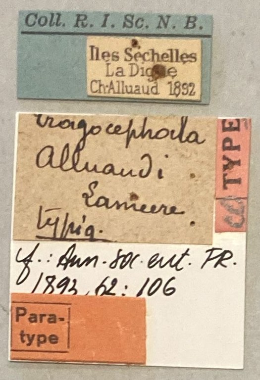 Tragocephala alluandi Pt Labels.jpeg