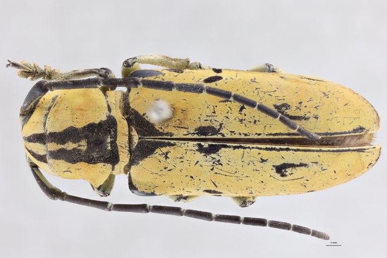 Tragocephala angolensis flavotecta Pt D.jpg
