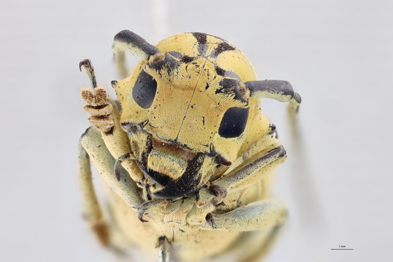 Tragocephala angolensis flavotecta Pt F.jpg