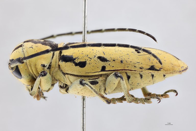 Tragocephala angolensis flavotecta Pt L.jpg