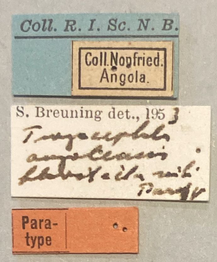 Tragocephala angolensis flavotecta Pt Labels.jpeg