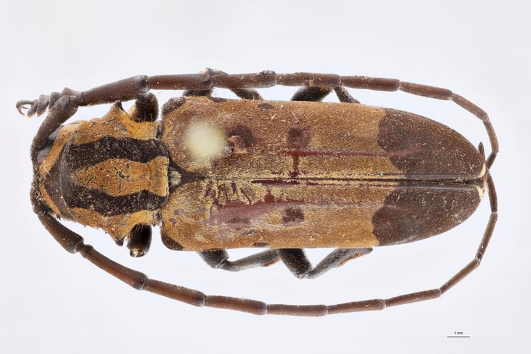 Tragocephala variegata apicenigra Pt D.jpg