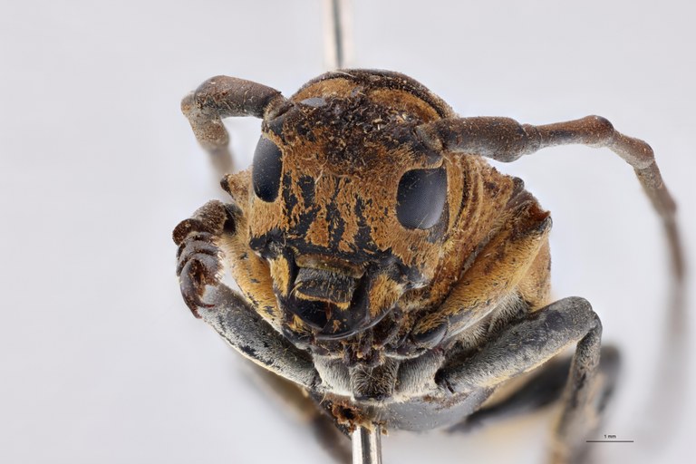 Tragocephala variegata apicenigra Pt F.jpg