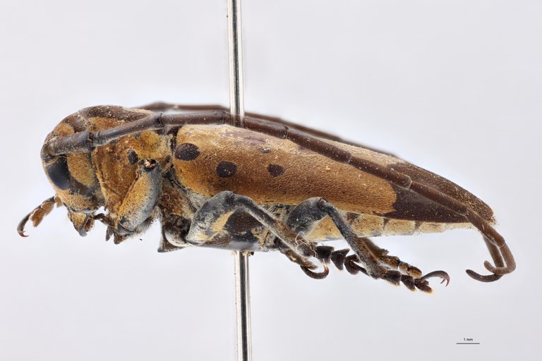 Tragocephala variegata apicenigra Pt L.jpg
