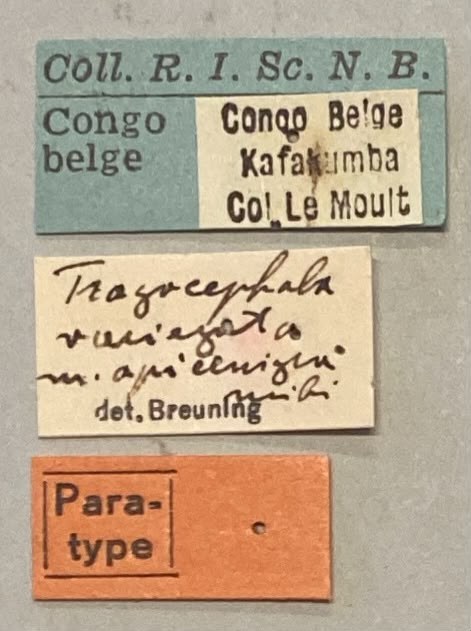 Tragocephala variegata apicenigra Pt Labels.jpeg