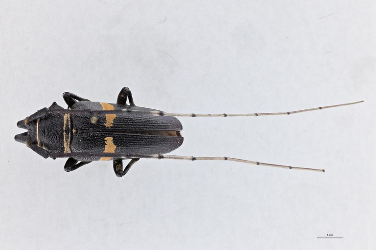 Zographus cingulatus Ht D.jpg