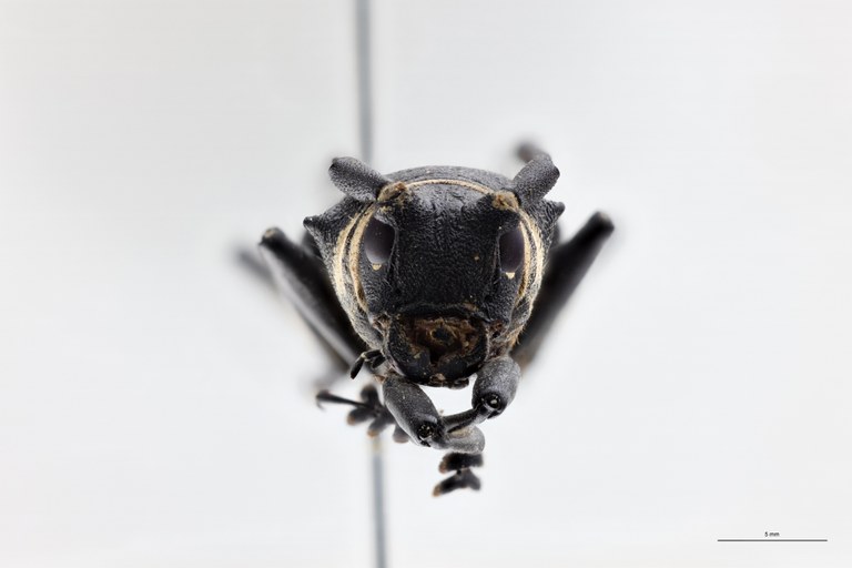 Zographus cingulatus Ht F.jpg