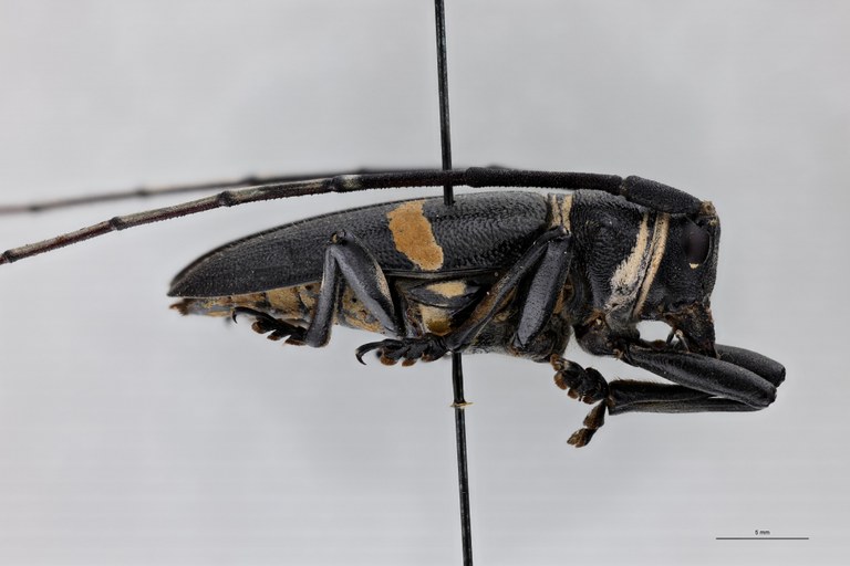 Zographus cingulatus Ht L.jpg
