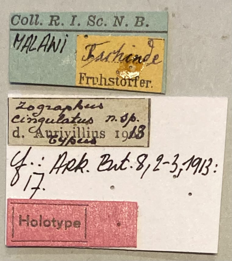 Zographus cingulatus Ht Labels.jpeg