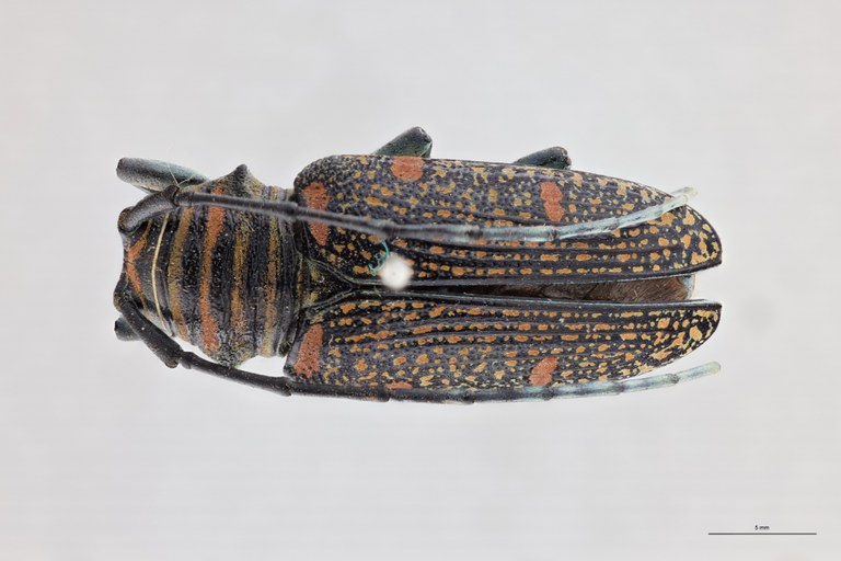 Zographus regali favareli At F D.jpg