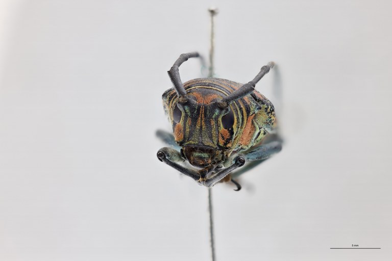 Zographus regali favareli At F D.jpg