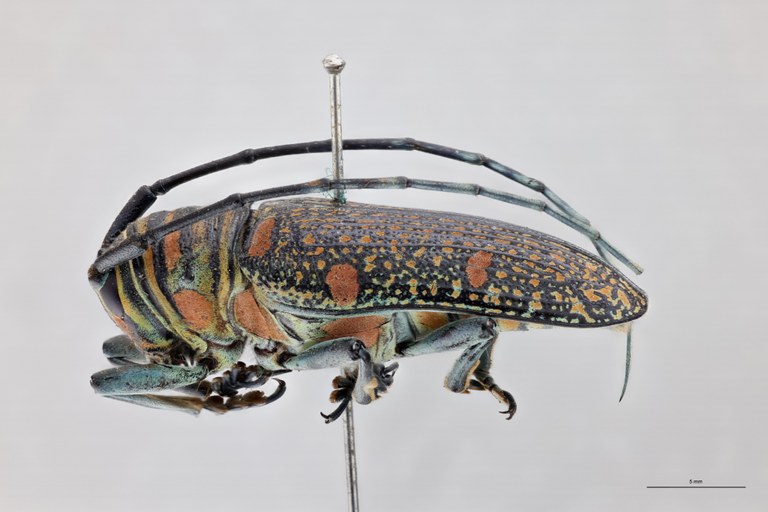 Zographus regali favareli At F L.jpg