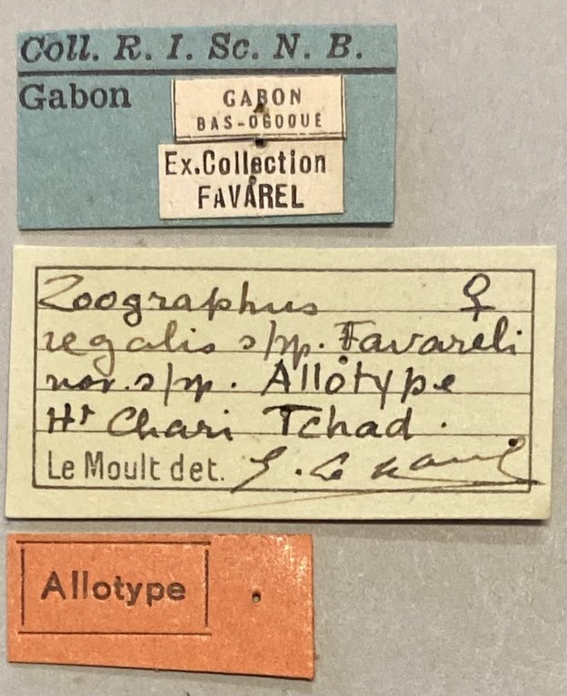 Zographus regali favareli At F Labels.jpeg