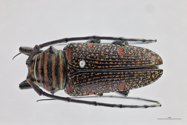 Zographus regali favareli Ht M D.jpg