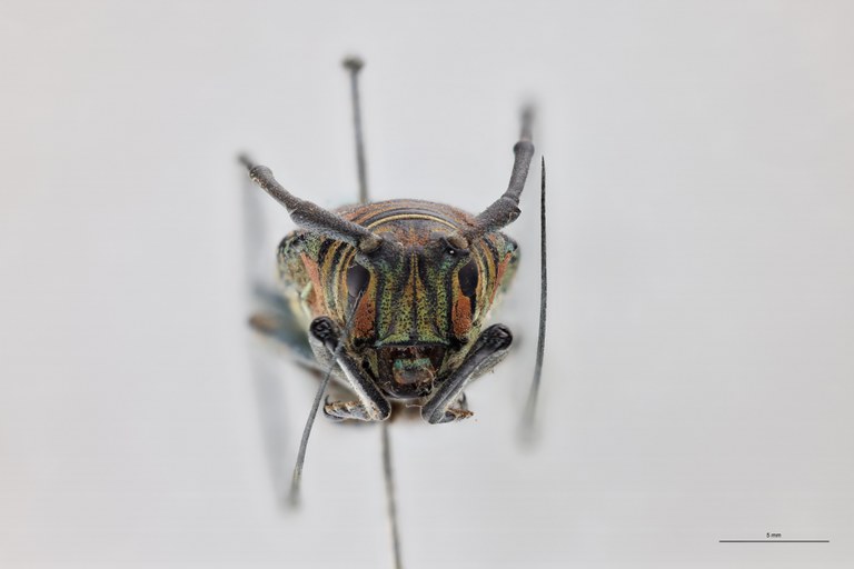 Zographus regali favareli Ht M F.jpg
