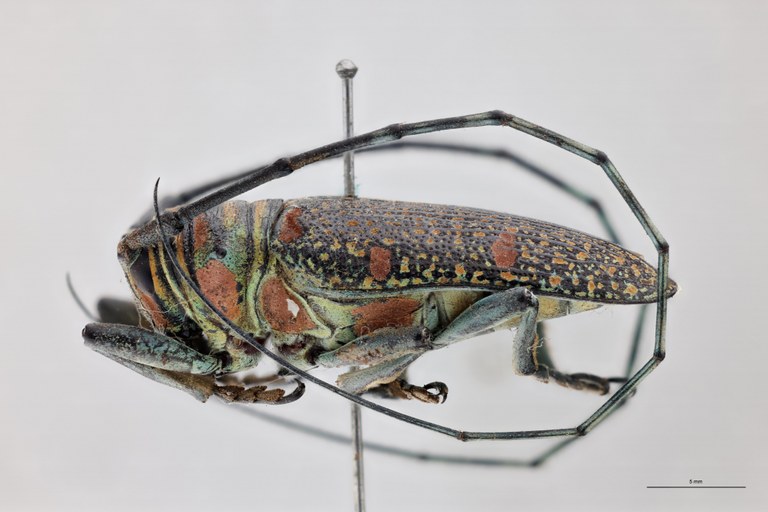Zographus regali favareli Ht M L.jpg