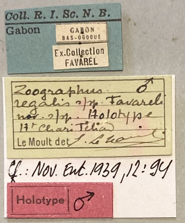 Zographus regali favareli Ht M Labels.jpeg