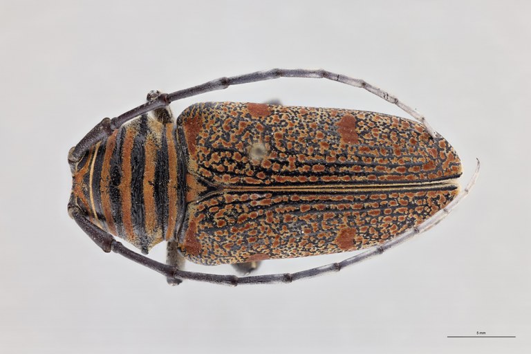 Zographus regalis boni At F D.jpg