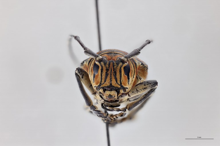 Zographus regalis boni At F F.jpg
