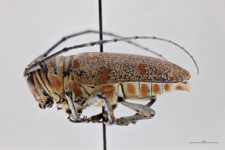Zographus regalis boni At F L.jpg