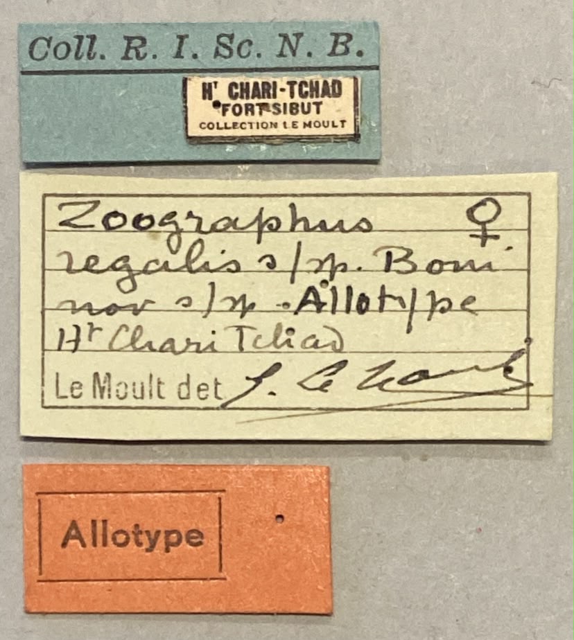 Zographus regalis boni At F Labels.jpg