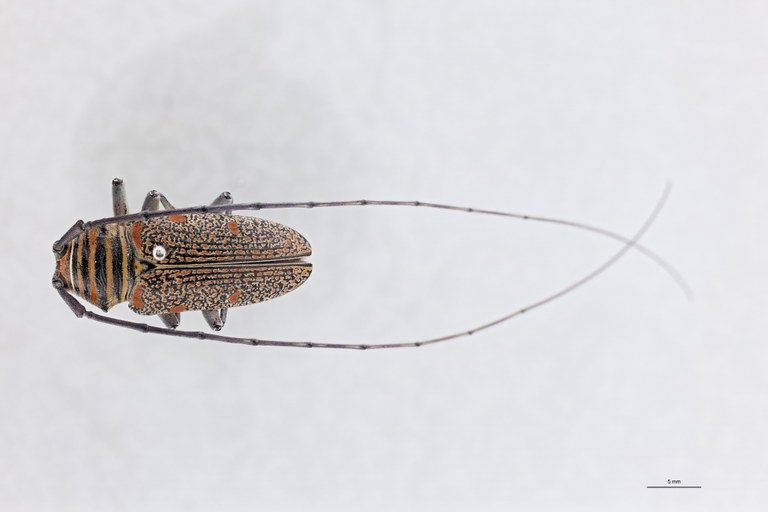 Zographus regalis boni Ht D.jpg