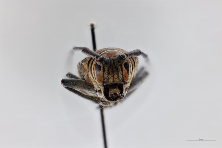 Zographus regalis boni Ht F.jpg