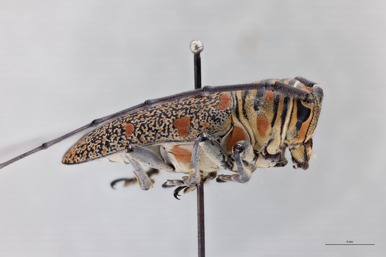 Zographus regalis boni Ht L.jpg