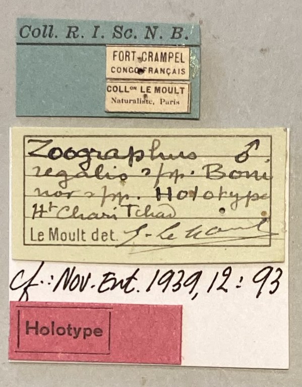 Zographus regalis boni M Ht Labels.jpeg