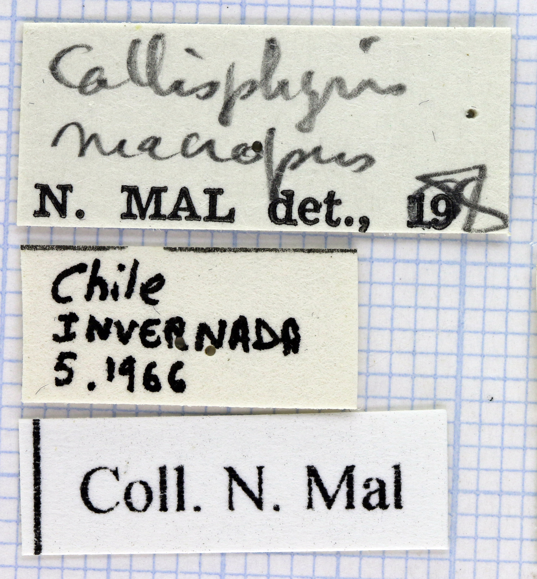 Callisphyris macropus 39720.jpg