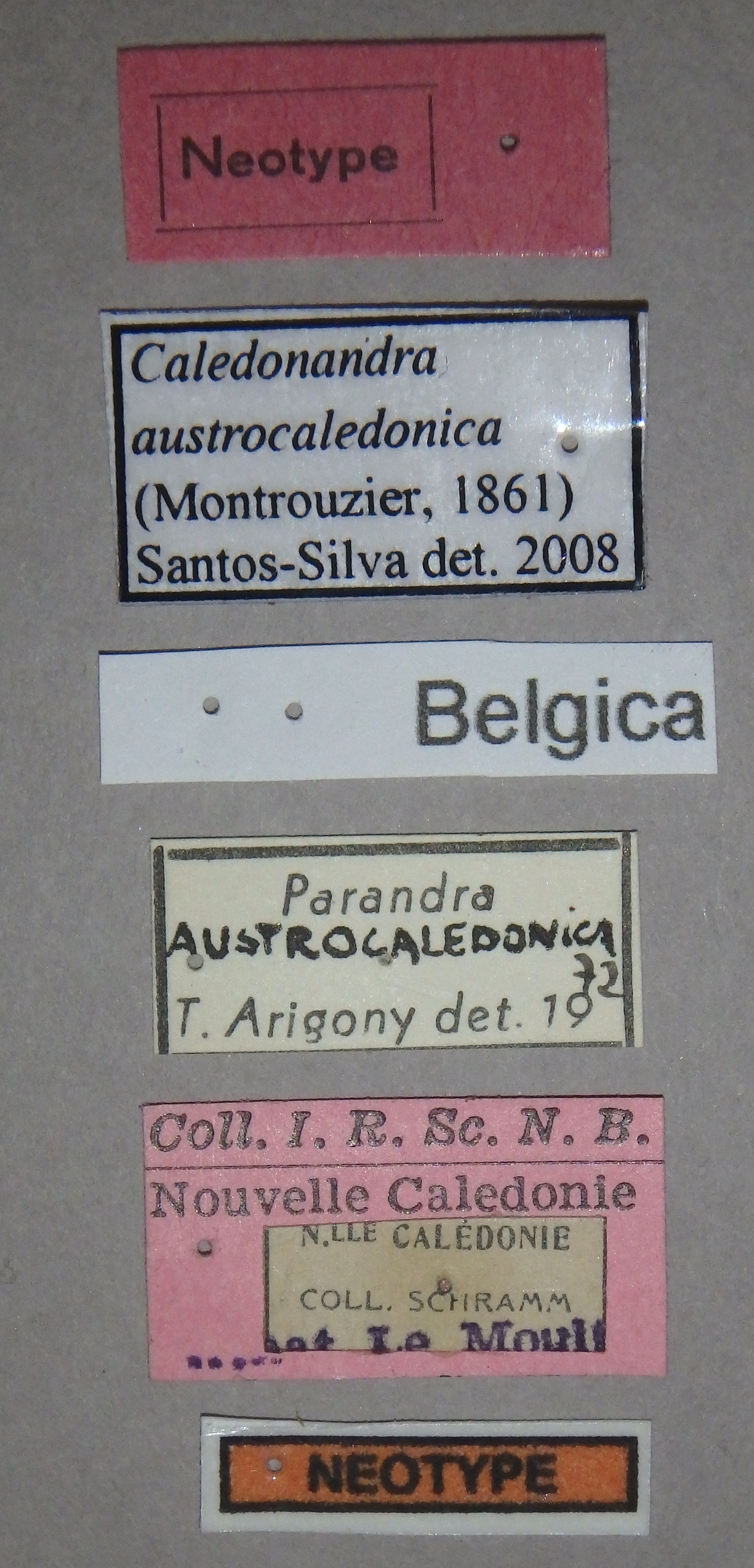 Parandra austrocaledonica nt Lb.jpg