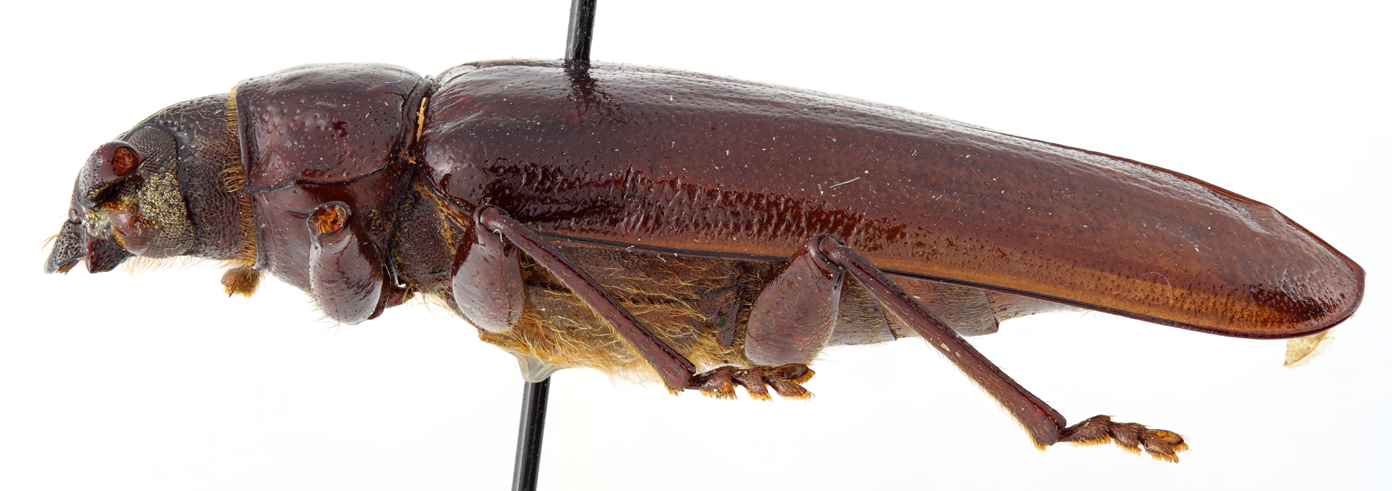 Acanthophorus castaneus 01 BL Holotype X 029 BRUS 201405.jpg
