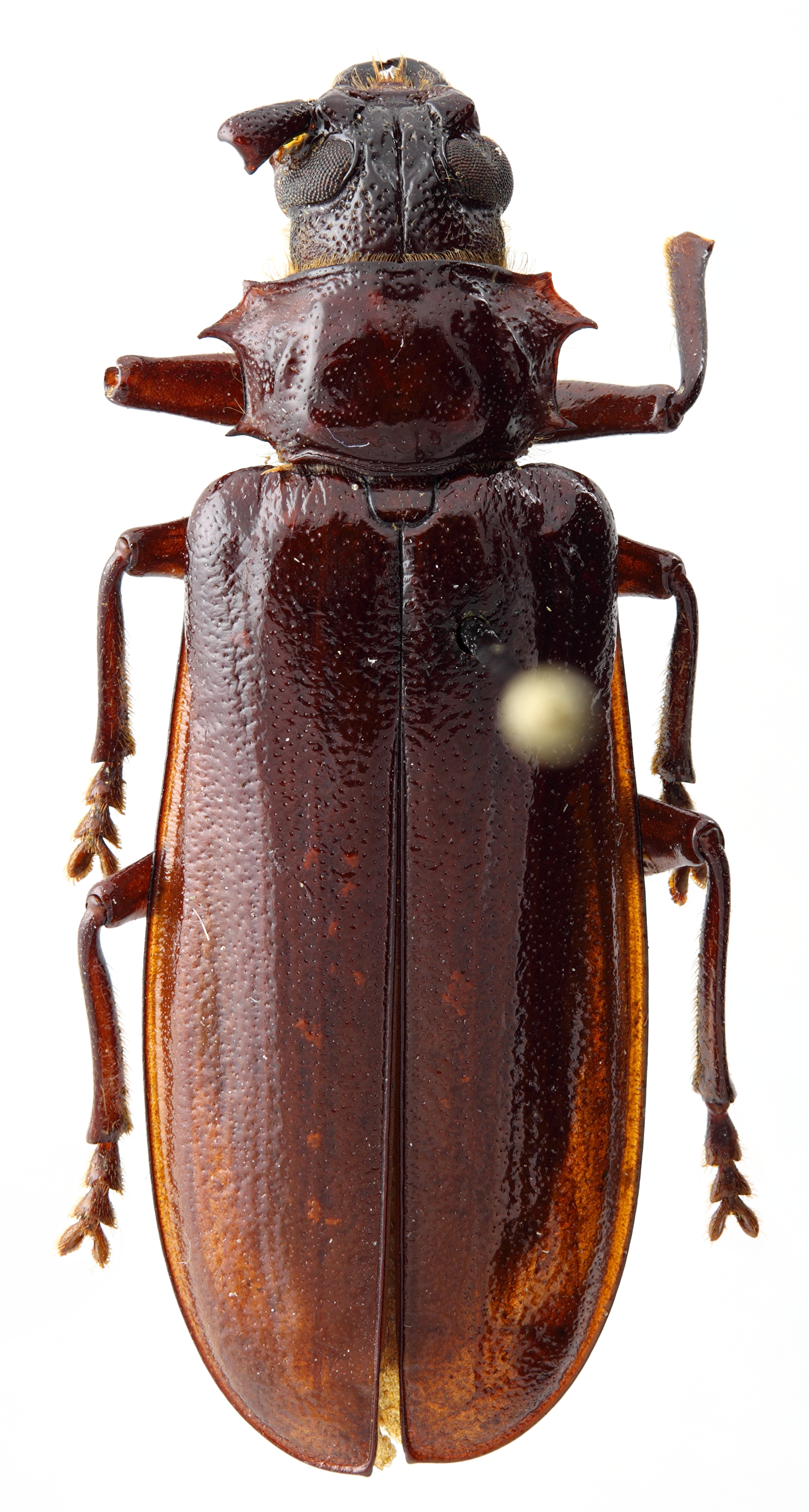 Acanthophorus castaneus 01 HP Holotype X 029 BRUS 201405.jpg