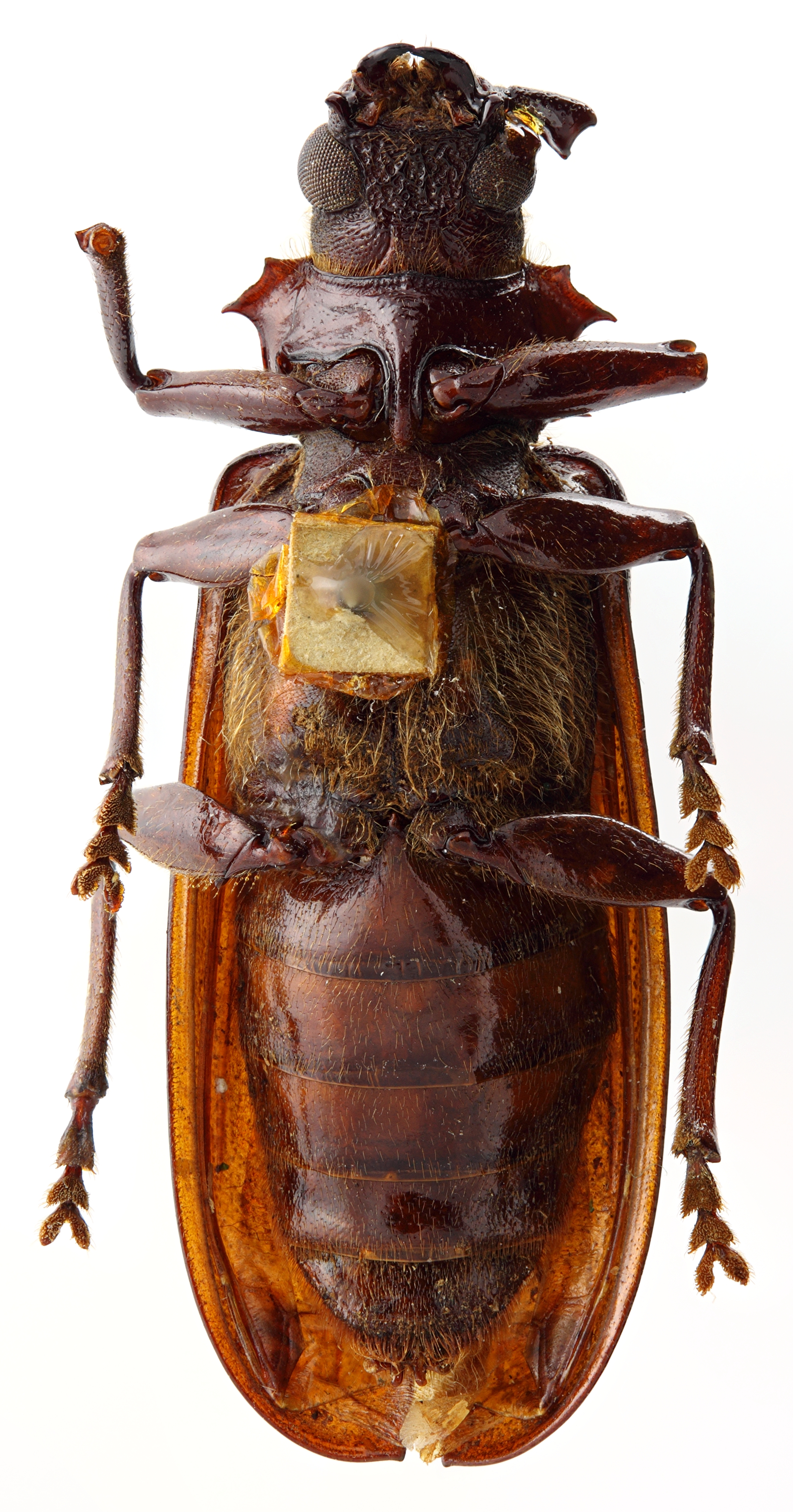 Acanthophorus castaneus 01 SP Holotype X 029 BRUS 201405.jpg