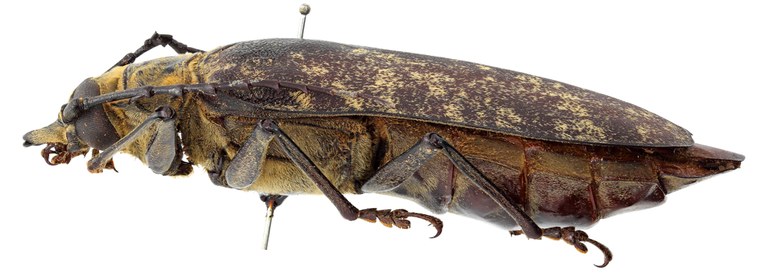 Acanthophorus maculatus orientalis 05 BL Paralectotype F 077 BRUS 201405.jpg