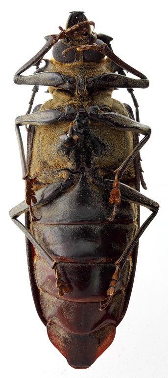 Acanthophorus maculatus orientalis 05 S Paralectotype F 077 BRUS 201405.jpg