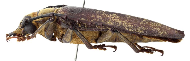 Acanthophorus maculatus orientalis 04 BL Paralectotype M 058 BRUS 201405.jpg