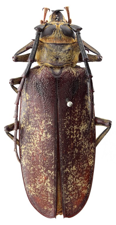 Acanthophorus maculatus orientalis 04 HP Paralectotype M 058 BRUS 201405.jpg