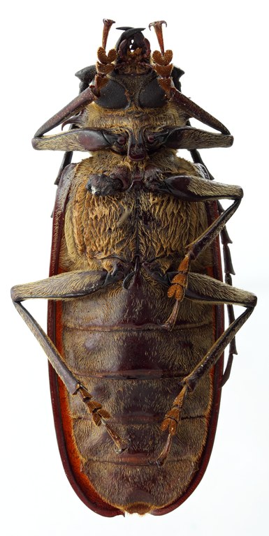 Acanthophorus maculatus orientalis 04 SP Paralectotype M 058 BRUS 201405.jpg