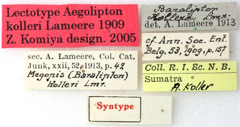 Aegolipton kolleri 03 00 Lectotype F 041 BRUS 201405.jpg