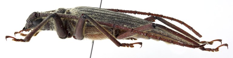 Aegolipton roubali 01 BL Holotype X 039 BRUS 201405.jpg